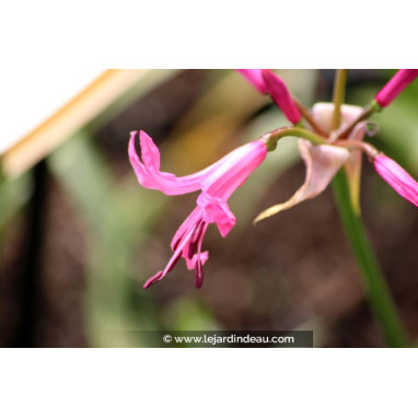 NERINE bowdenii