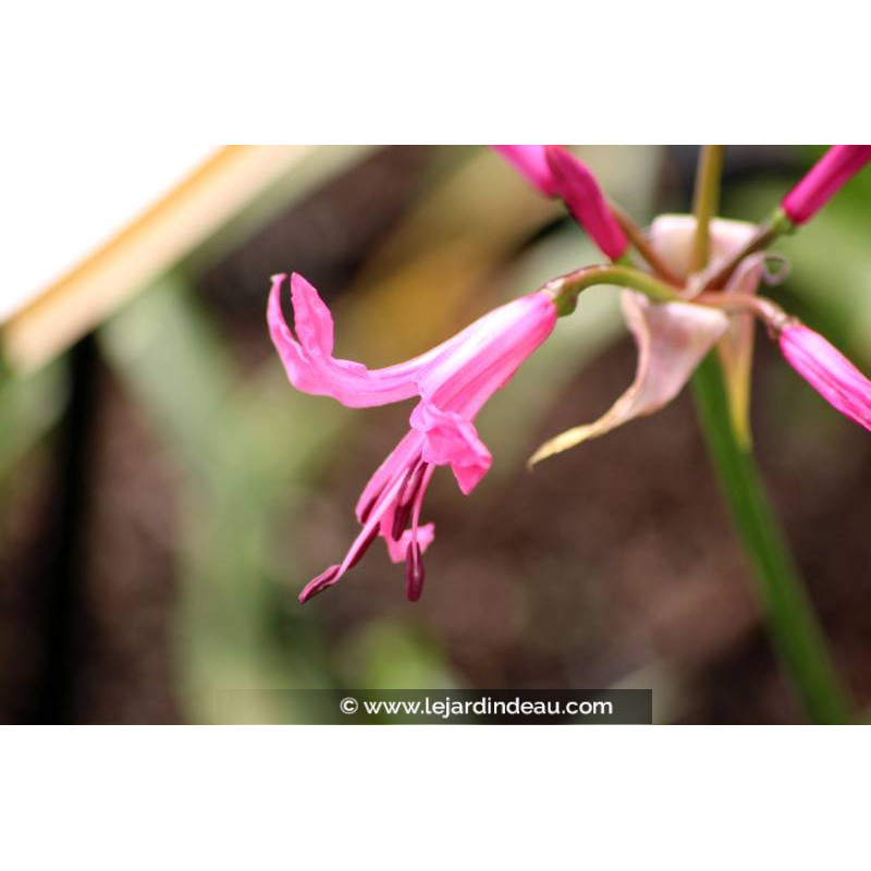 NERINE bowdenii