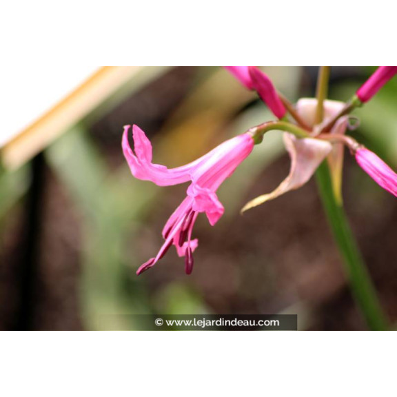 NERINE bowdenii
