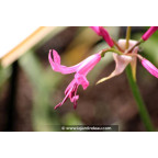 NERINE bowdenii