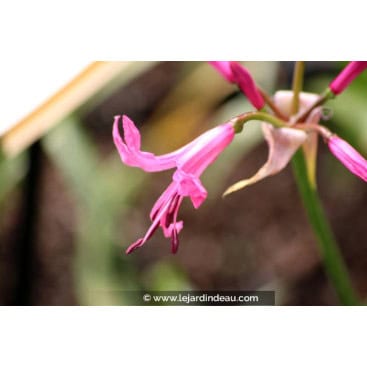 NERINE bowdenii