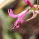 NERINE bowdenii