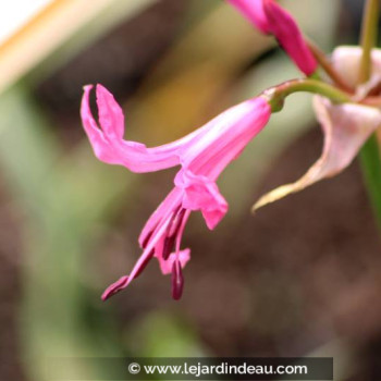NERINE bowdenii