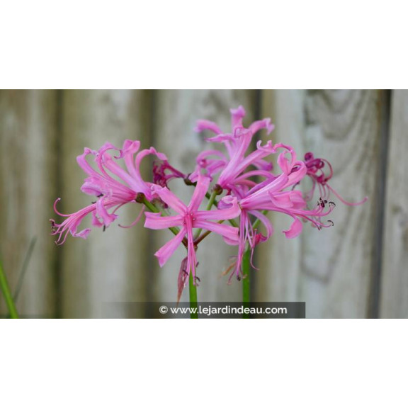 NERINE bowdenii
