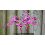 NERINE bowdenii