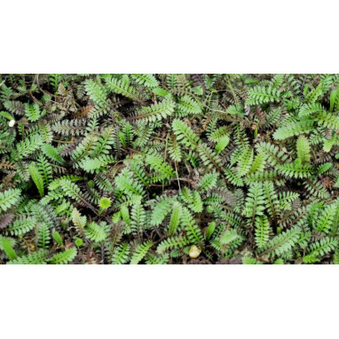LEPTINELLA squalida \'Platt\'s Black\'
