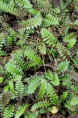 LEPTINELLA squalida 'Platt's Black'