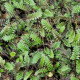 LEPTINELLA squalida 'Platt's Black'