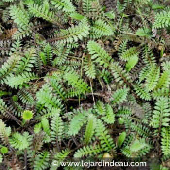 LEPTINELLA squalida &#039;Platt&#039;s Black&#039;