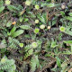 LEPTINELLA squalida 'Platt's Black'