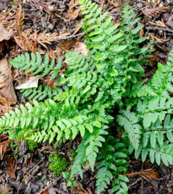 POLYSTICHUM aculeatum