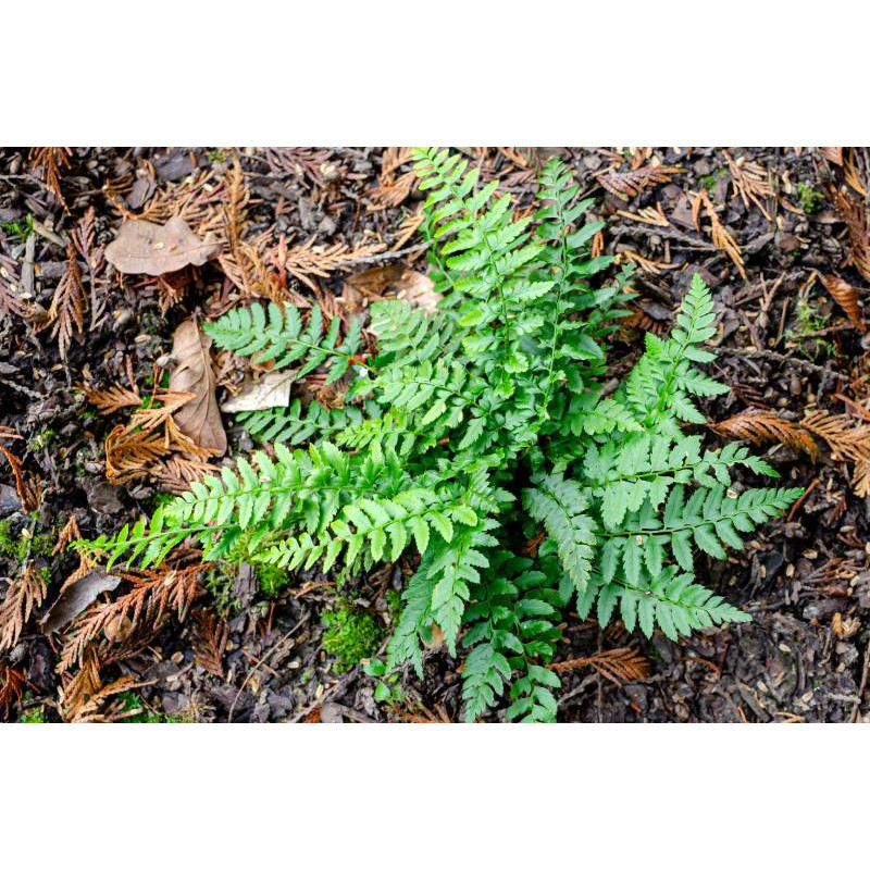 POLYSTICHUM aculeatum POLYSTICHUM aculeatum
