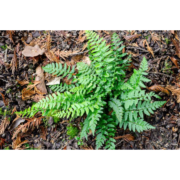 POLYSTICHUM aculeatum