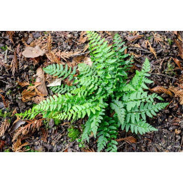 POLYSTICHUM aculeatum