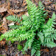 POLYSTICHUM aculeatum