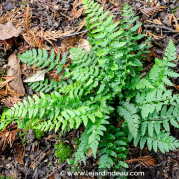 POLYSTICHUM aculeatum