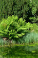 OSMUNDA regalis