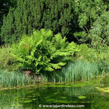 OSMUNDA regalis