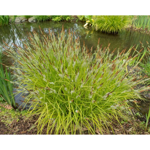 CAREX elata 'Aurea'