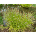 CAREX elata 'Aurea'