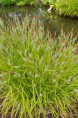 CAREX elata 'Aurea'