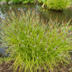 CAREX elata 'Aurea'