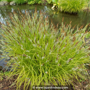 CAREX elata &#039;Aurea&#039;