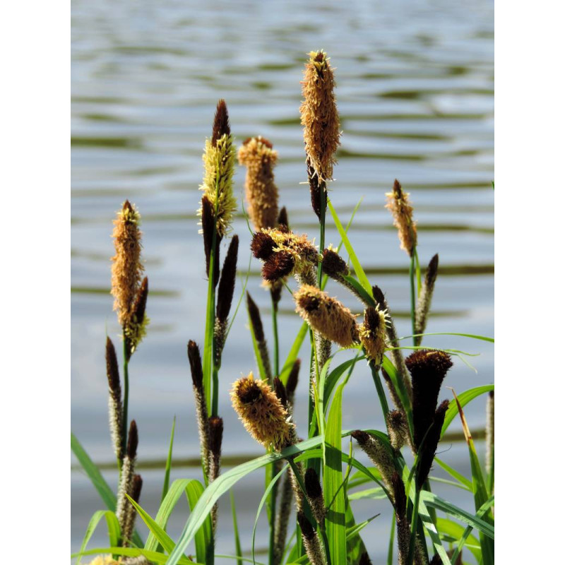 CAREX panicea CAREX panicea