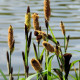 CAREX panicea