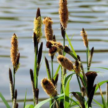 CAREX panicea