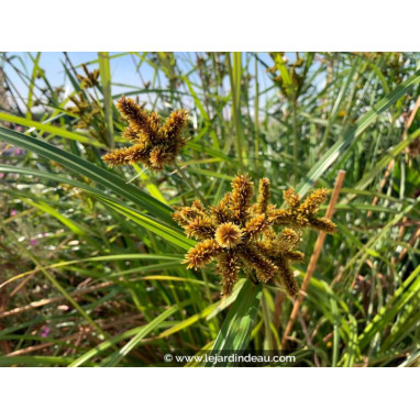 CYPERUS glomeratus