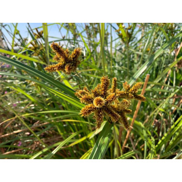 CYPERUS glomeratus