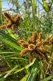 CYPERUS glomeratus