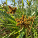 CYPERUS glomeratus