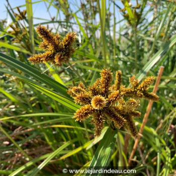 CYPERUS glomeratus