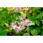 EPIMEDIUM grandiflorum