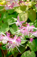 EPIMEDIUM grandiflorum