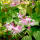 EPIMEDIUM grandiflorum