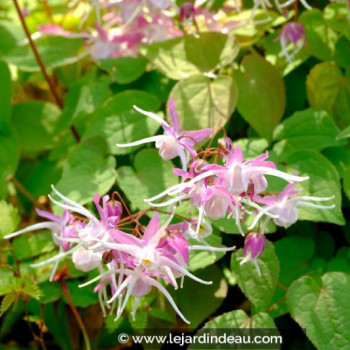 EPIMEDIUM grandiflorum