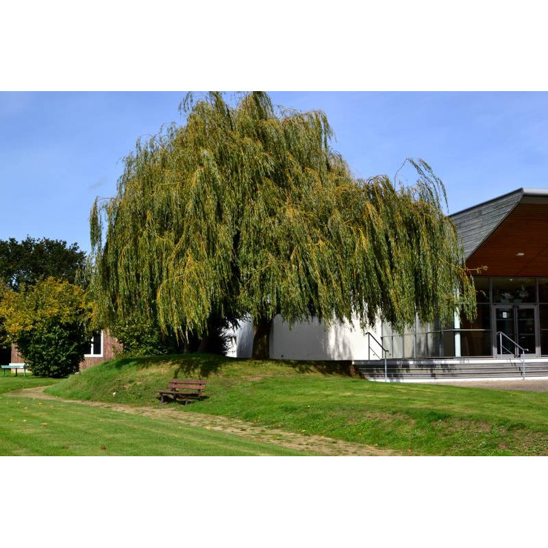 SALIX babylonica 'Aurea'