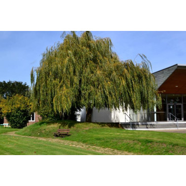 SALIX babylonica \'Aurea\'