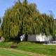 SALIX babylonica 'Aurea'