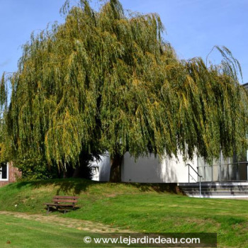 SALIX babylonica &#039;Aurea&#039;