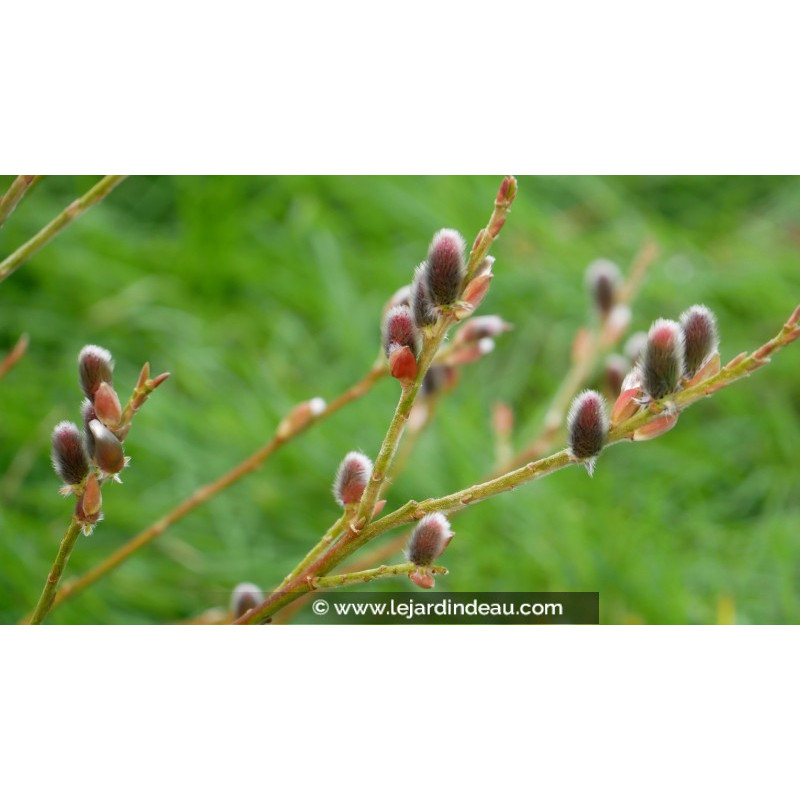 SALIX purpurea 'Gracilis'