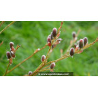 SALIX purpurea 'Gracilis'