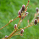 SALIX purpurea 'Gracilis'