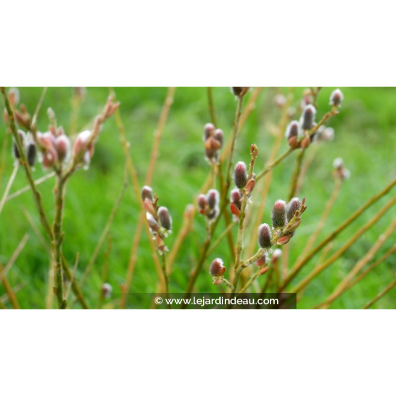 SALIX purpurea 'Gracilis'