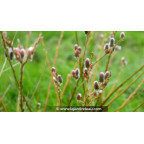 SALIX purpurea 'Gracilis'