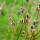 SALIX purpurea 'Gracilis'