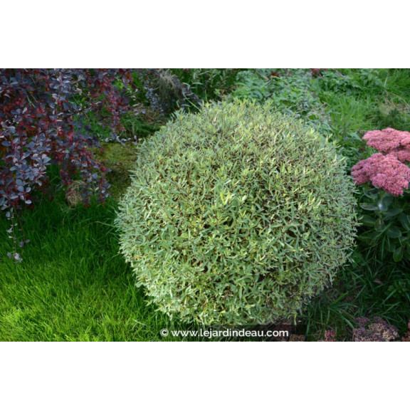 SALIX purpurea 'Gracilis'